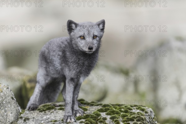 Arctic fox (Vulpes lagopus)
