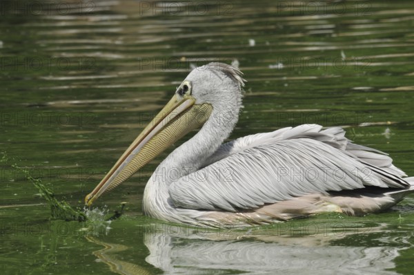 Rufous pelican (Pelecanus rufescens)