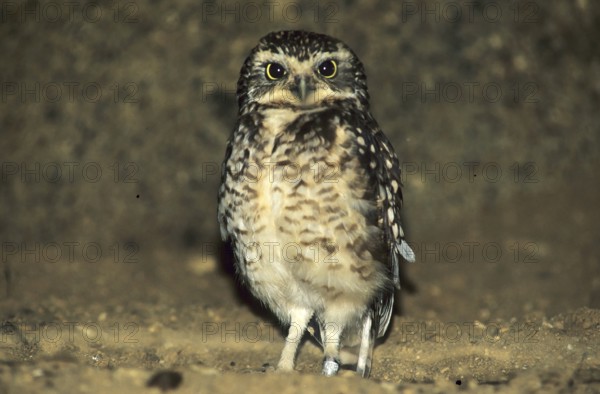 Burrowing owl (Athene cunicularia)