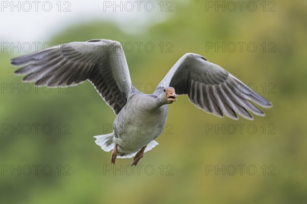 Greylag goose (Anser anser)