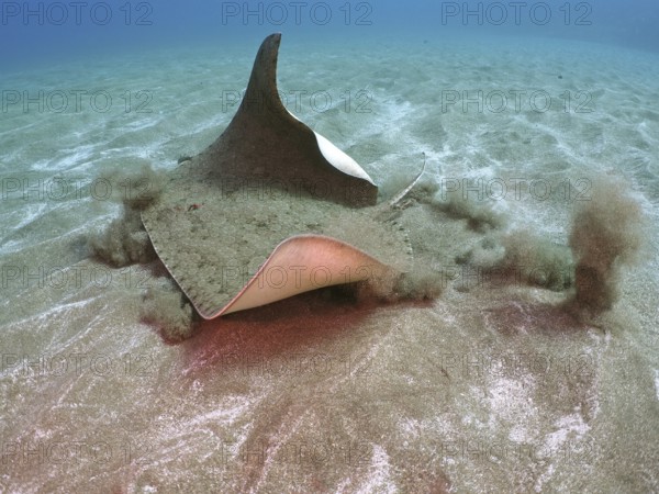 Butterfly ray (Gymnura altavela)