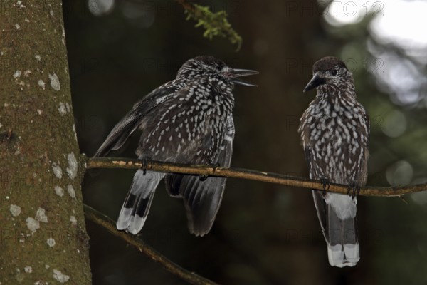 Nutcracker (Nucifraga caryocatactes)