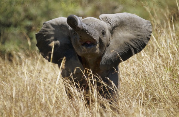 African elephant (Loxodonta africana)