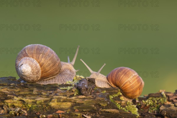 Vineyard snail (Helix pomatia)