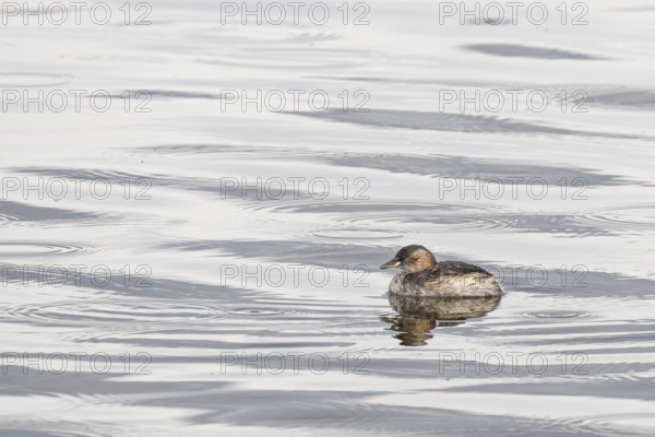 Little grebe (Tachybaptus ruficollis) swimming in a lake in Arusha National Park in Tanzania East Africa