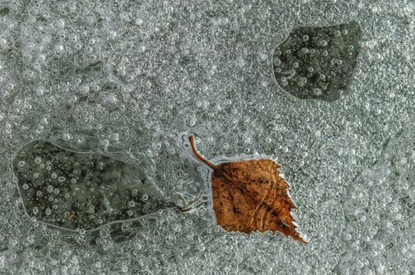 Air bubbles with a tree leaf trapped in the ice formed on a river by a freezing winter. Alsace, France