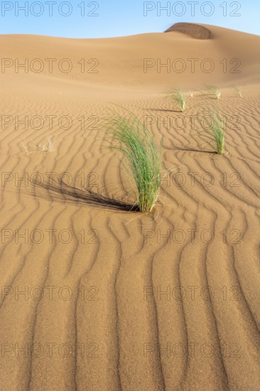 Drinn grass (Stipagrostis pungens) in the sand dunes of the Erg Chebbi desert in southern Morocco. Merzouga, Draa-Tafilalet, Errachidia
