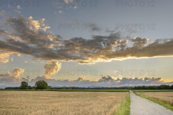 Cereal field in the French countryside