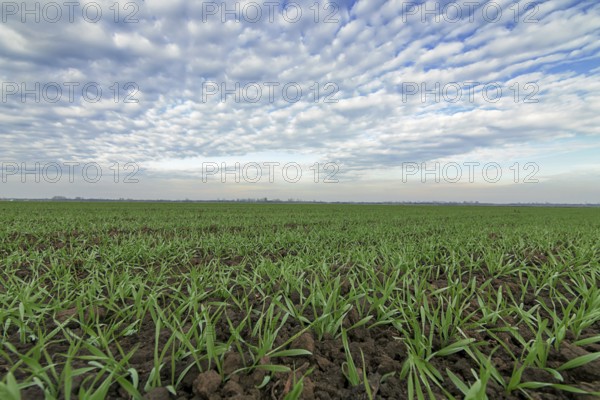 Winter wheat seedlings and blue sky. Young wheat in field. Young wheat seedlings growing in a field