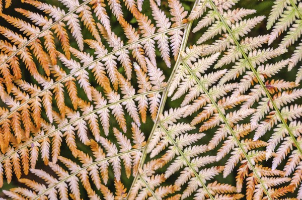 Orange colored fern in a forest in autumn. Vosges, France