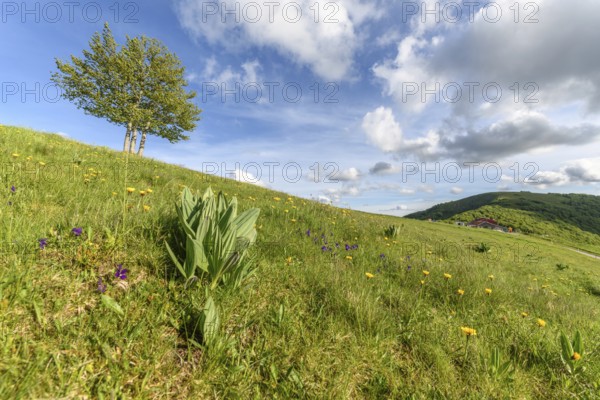 Isolated trees at the top of the Vosges mountains. France