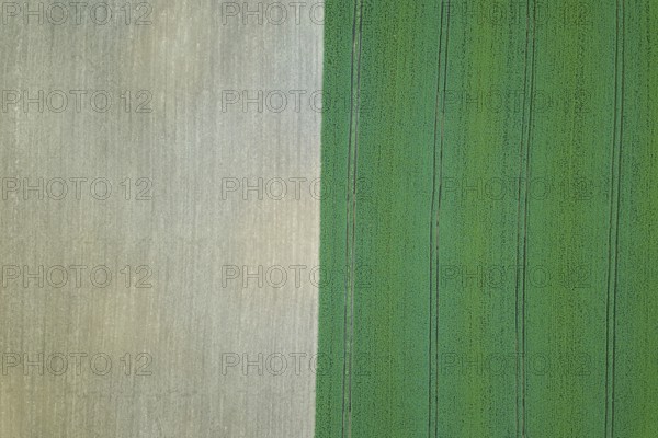 Rapeseed green field in spring, Agricultural land, Aerial View
