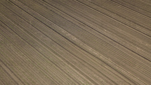 Aerial view of corn field. Top View spring corn field