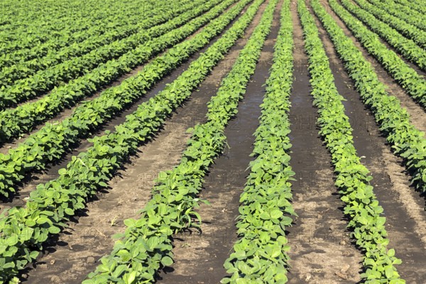 Young green soy plants with large leaves grow in the field