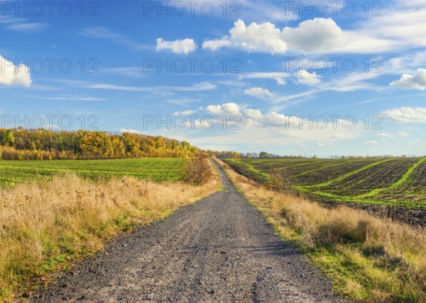 Country road through fields in autumn at sunny day