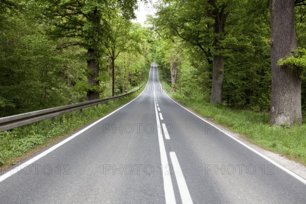 Road through the Primeval forest Urwald Sababurg, Hofgeismar, Weser Uplands, Weserbergland, Hesse, Germany