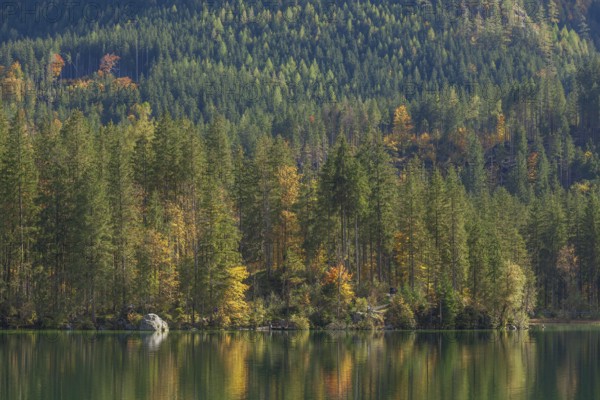 Hintersee with forest in autumn, Ramsau, Berchtesgaden, Berchtesgadener Land, Upper Bavaria, Bavaria, Germany