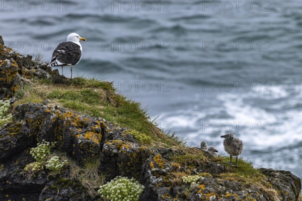 Arnastapi, Snaefellsnes, Iceland