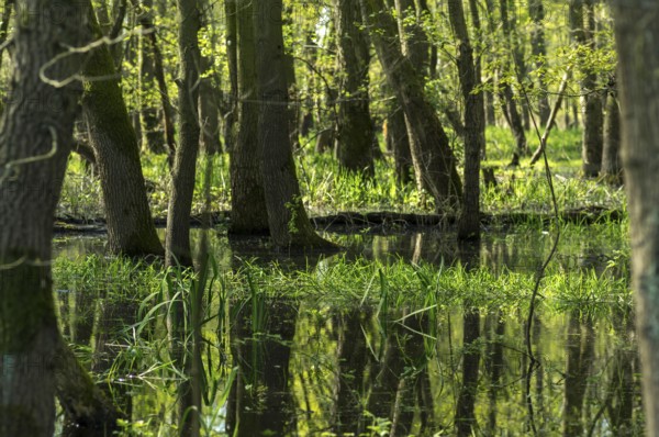 Landscape in Springtime at the Dümmer lake in Germany