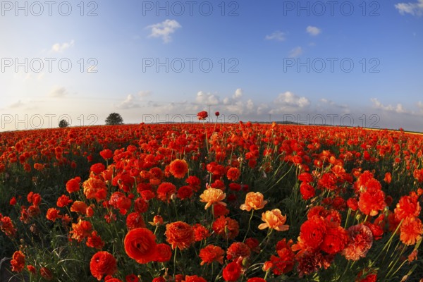 Blossoming field of bright red buttercups on sunrise