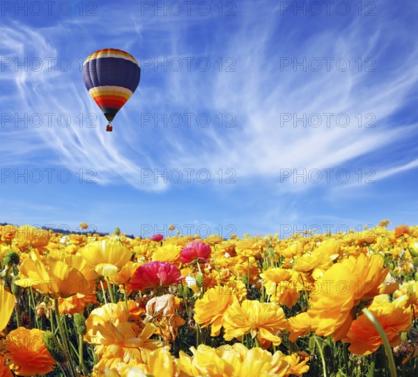 Beautiful spring weather, beautiful big balloon flies over the field. The huge field of white, red and orange buttercups (Ranunculus asiaticus). The picture was taken Fisheye lens