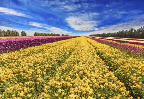 The huge field of spring buttercups. Long stripes of yellow, red and purple flowers. Clouds fly in the blue sky. Concept of rural and ecological tourism