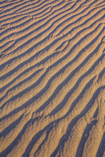 Mesquite Flat Sand Dunes - dunes in Death Valley, USA. Magical desert morning. The sand lies in light waves. The concept of active, extreme and photo tourism