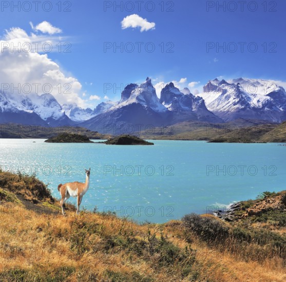 Neverland Patagonia. Emerald Lake Pehoe water on the hill stands a graceful guanaco. Away in the clouds - the cliffs of Los Kuernos