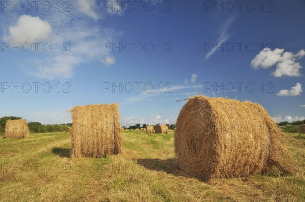 Drying rolls with hay in landscape