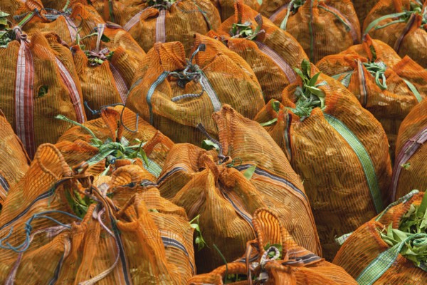 The green tea leaves in sacks on Nuwara Eliya plantation, Sri Lanka. Nuwara Eliya is the most important place for tea plantation and production in Sri Lanka