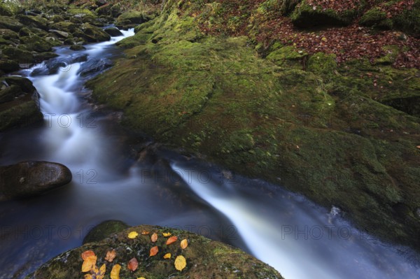 Small stream framed by moss-covered rocks in a natural setting, Kleine Ohe, Bavarian Forest, administrative district of Lower Bavaria, Bavaria, Germany