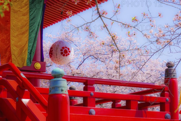 Takamichi mountain of Sakura (Yokohama City, Kanagawa Prefecture). Shooting Location: Yokohama-city kanagawa prefecture