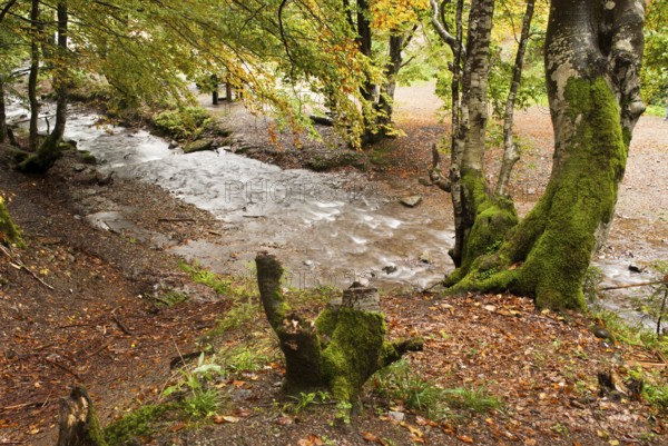 Autumn park with river is running down in autumnal forest