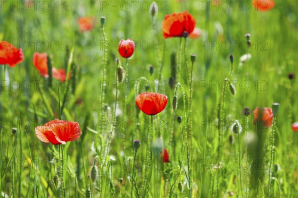 Poppy field with close up flowers, nature background