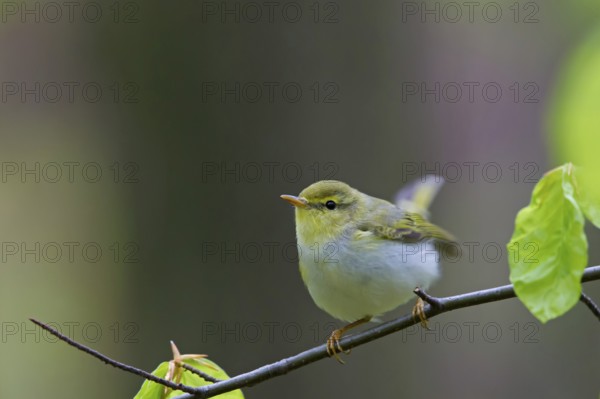 Wood warbler, (Phylloscopus sibilatrix), animals, birds, songbirds, perch, biotope, habitat, foraging, deciduous warbler family, Neustadt an der Weinstrass district, Rhineland-Palatinate, Germany