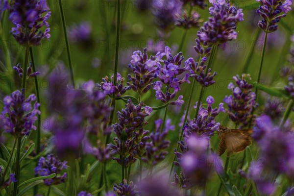 In a flowering garden, a butterfly pollinates lavender flowers during a sunny afternoon in midsummer. The colourful flowers exude a pleasant fragrance