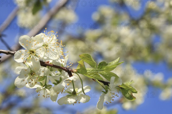 Blooming trees in the spring against the blue sky, a beautiful garden and a good harvest in the summer. The branches of plums in the spring garden
