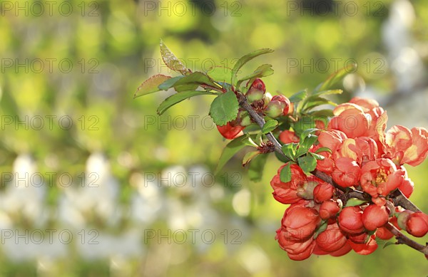 Abstract floral banner. Delicate quince flowers in the spring garden. Spring arrival concept, floral card, template for design, selective focus