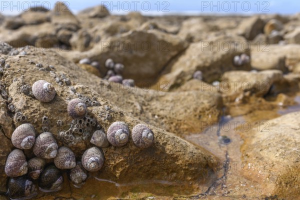Close up on coastal rocks with seashells during low tide at the French coastline