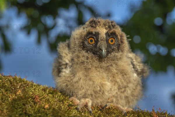 Long-eared Owl chicks perched on a branch in an orchard