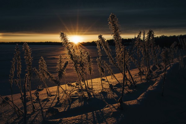 Frozen plants in the setting sun in Lapland, Finland