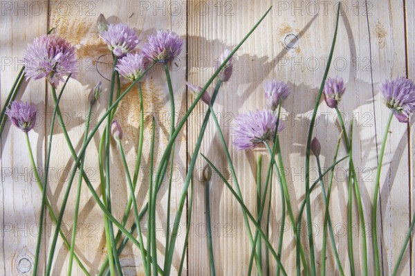 Time for creative cooking herbs, chives in bloom