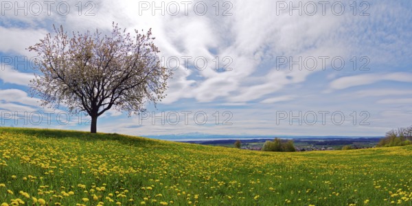 Blossoming apple tree in a spring meadow on Lake Constance during a foehn wind, taken at Gehrenberg near Markdorf