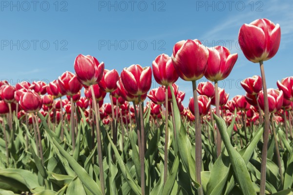 Red and white tulips field in the Dutch Noordoostpolder as a background picture