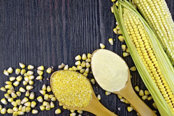 Flour and grits corn in spoons, cobs and grains maize on a background of dark wooden boards