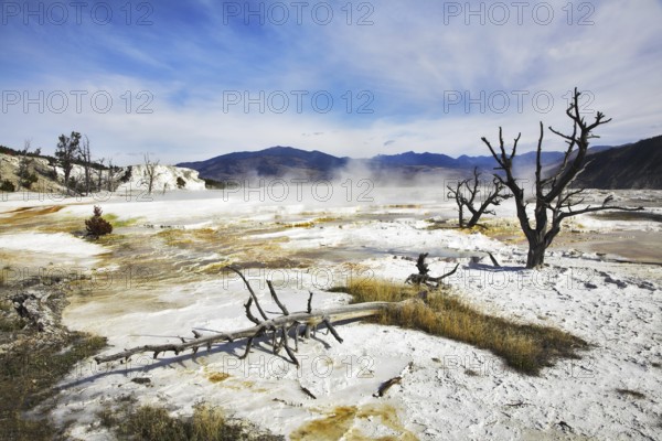 Smoking waters and fossilized black trunks of trees in Yellowstone national Park