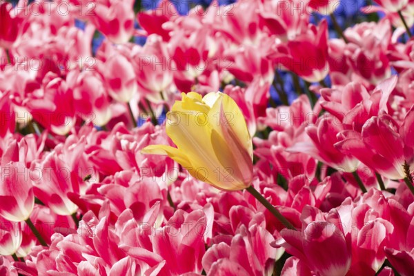 Blooming tulips flowers in as floral plant background