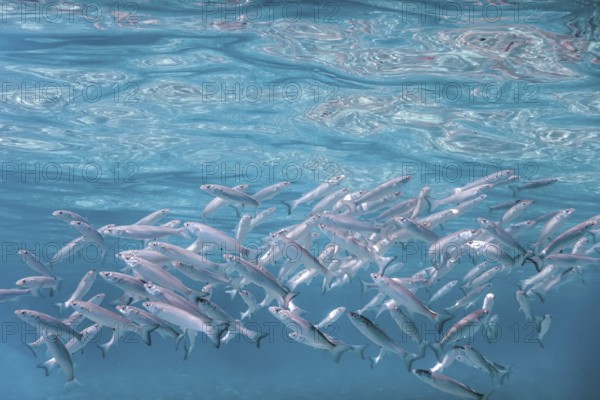 Fish School Underwater. Fishes underwater background