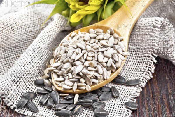 Sunflower seeds peeled in spoon and seeds in a shell on burlap, sunflower flower on background of wooden board