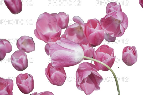 Spring flowers tulips isolated on white background. floral collection